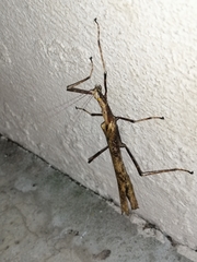 Calvisia conicipennis