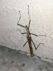 Calvisia conicipennis