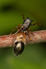 Leptorchestes berolinensis