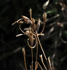 Cornucopiae cucullatum