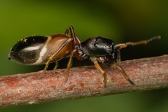 Leptorchestes berolinensis