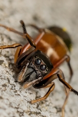 Leptorchestes berolinensis