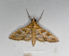Sameodes