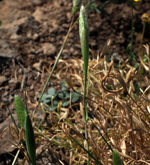 Cornucopiae cucullatum