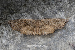 Epiplema reticulata