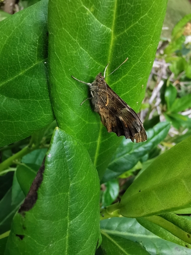 Pararge aegeria