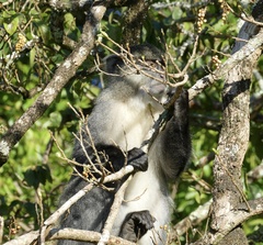 Cercopithecus mitis labiatus