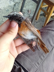 Phoenicurus phoenicurus