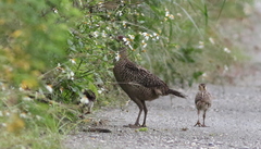Phasianus colchicus formosanus