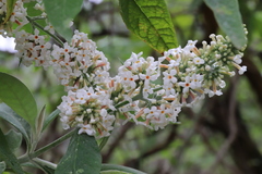 Buddleja officinalis