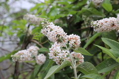 Buddleja officinalis