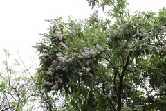 Buddleja officinalis
