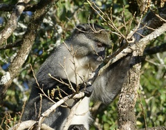 Cercopithecus mitis labiatus