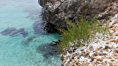 Halocnemum strobilaceum