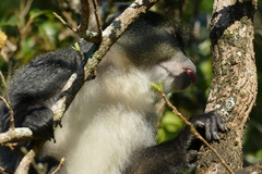 Cercopithecus mitis labiatus