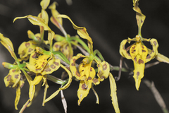 Cyrtochilum pardinum