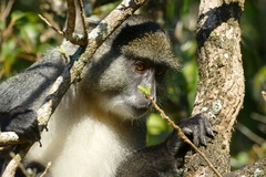 Cercopithecus mitis labiatus