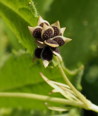 Ranunculus scandicinus