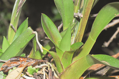 Cyrtochilum pardinum