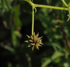 Ranunculus scandicinus
