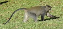 Cercopithecus mitis labiatus