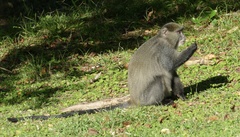 Cercopithecus mitis labiatus