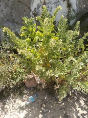 Hyoscyamus albus