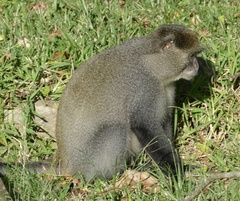 Cercopithecus mitis labiatus