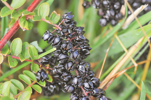 Coriaria ruscifolia (Coriaria ruscifolia)