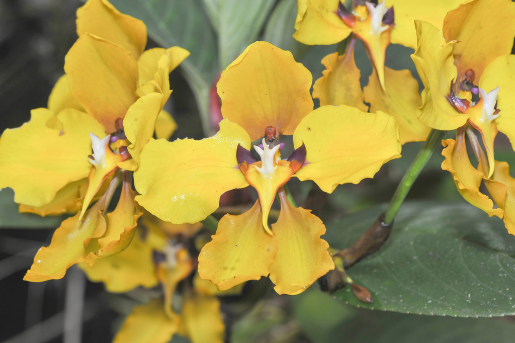 Cyrtochilum macranthum