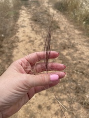 Taeniatherum