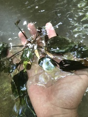 Cryptocoryne cordata