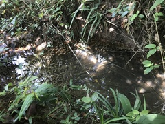 Cryptocoryne cordata