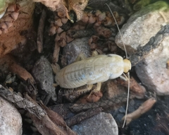 Ectobius vittiventris