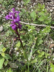 Orchis mascula