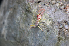 Epidaus famulus
