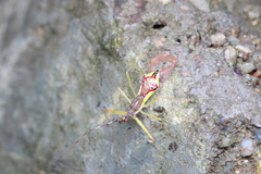 Epidaus famulus