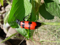 Mylabris syriaca