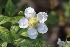 Rubus hirsutus