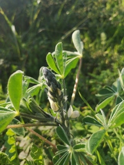 Lupinus albus