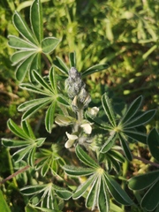 Lupinus albus