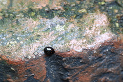 Derispiola unicornis