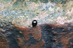 Derispiola unicornis