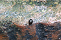 Derispiola unicornis