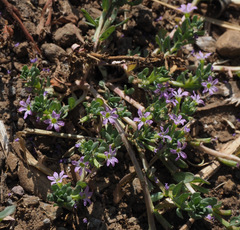 Lythrum tribracteatum