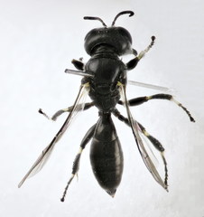Crossocerus tarsatus