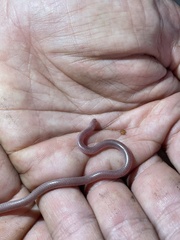 Myriopholis longicauda