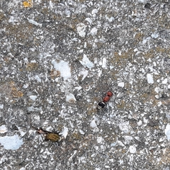 Myrmilla erythrocephala