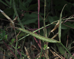 Securigera securidaca