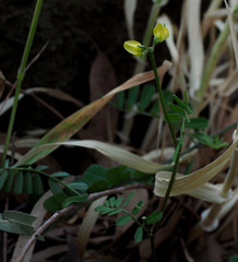 Securigera securidaca